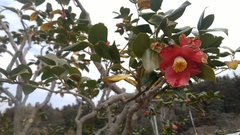 Camellia japonica