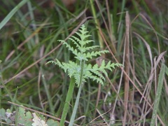 Pentagramma rebmanii