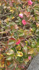Camellia japonica