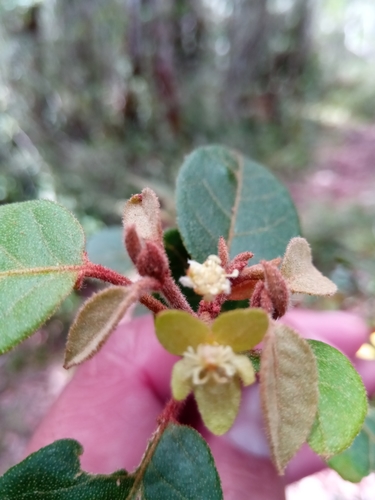 Croton lichenisilvae