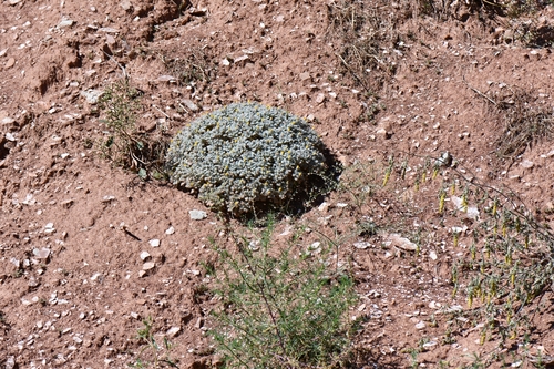 Image of Psathyrotes pilifera by (c) Darrin Gobble, some rights reserved (CC BY)
