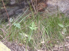 Pentagramma rebmanii