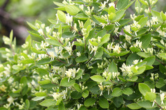Lonicera ruprechtiana