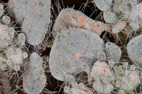 Image of Psathyrotes pilifera by (c) Darrin Gobble, some rights reserved (CC BY)