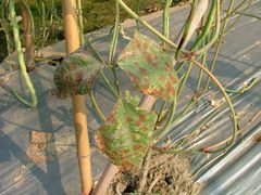 Podosphaera fuliginea