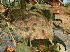 Podosphaera fuliginea