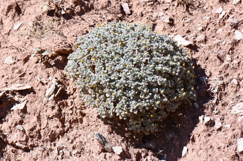 Image of Psathyrotes pilifera by (c) Darrin Gobble, some rights reserved (CC BY)