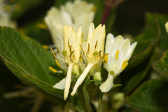 Lonicera ruprechtiana