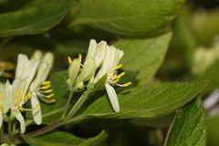 Lonicera ruprechtiana
