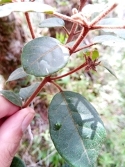 Croton lichenisilvae image