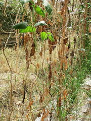 Fusarium oxysporum