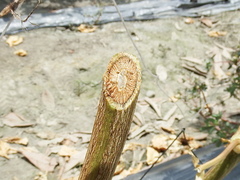 Fusarium oxysporum