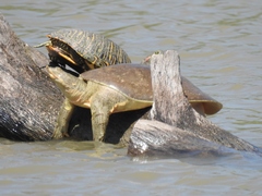 Apalone spinifera emoryi