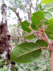 Croton lichenisilvae image