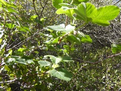 Ribes canthariforme