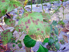 Cercospora physalidis