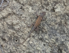 Sceloporus parvus