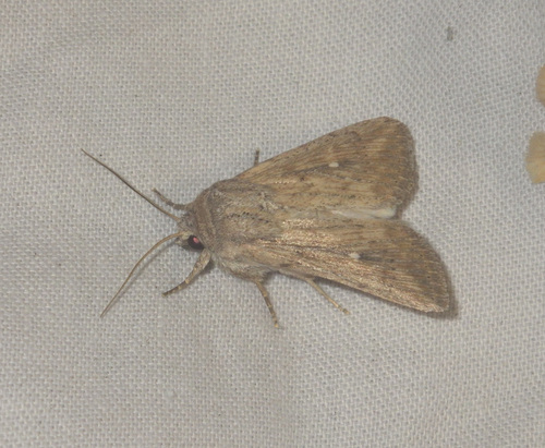 Leucania punctosa