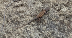Sceloporus parvus