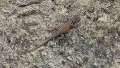 Sceloporus parvus