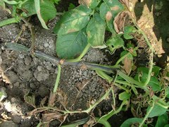 Pectobacterium carotovorum