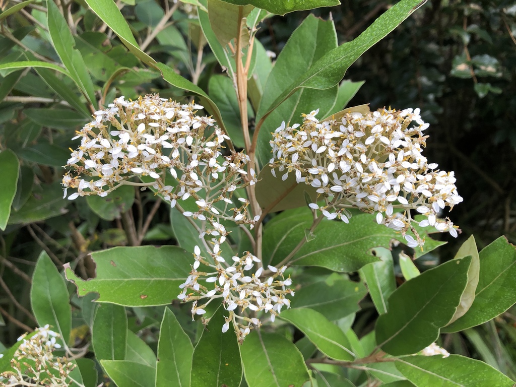 mangrove-leaved daisy-bush