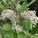 Olearia avicenniifolia - Photo (c) James Bailey, μερικά δικαιώματα διατηρούνται (CC BY-NC), uploaded by James Bailey