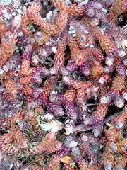 Rattlebox (Lateristachys diffusa)