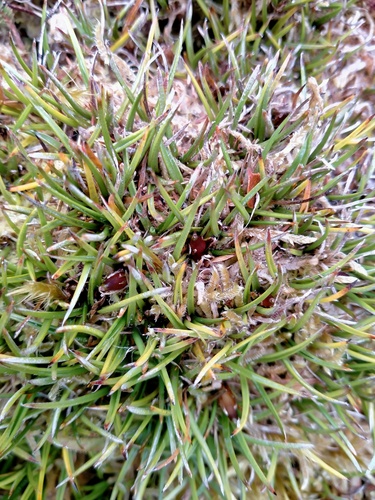 Astelia subulata (Astelia subulata)