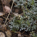 Antennaria aromatica - Photo (c) Scott King, algunos derechos reservados (CC BY-NC)