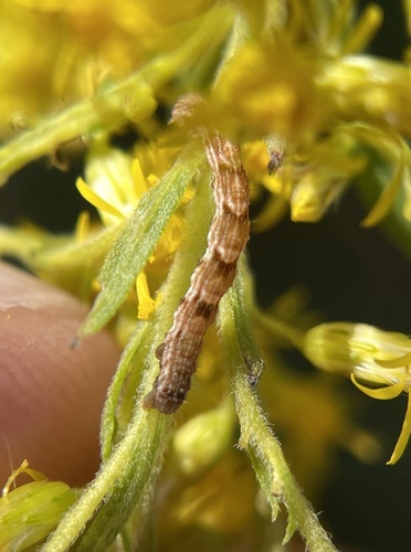 Eupitheciini photographed on goldenrod
