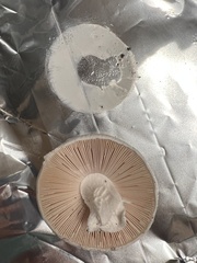 Amanita mutabilis image