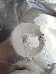 Amanita mutabilis image