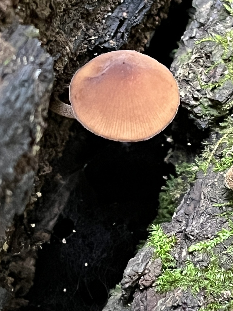 Conocybe sp. 'IN10'