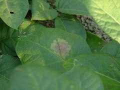 Phytophthora infestans