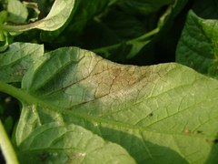 Phytophthora infestans