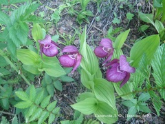 Cypripedium macranthos