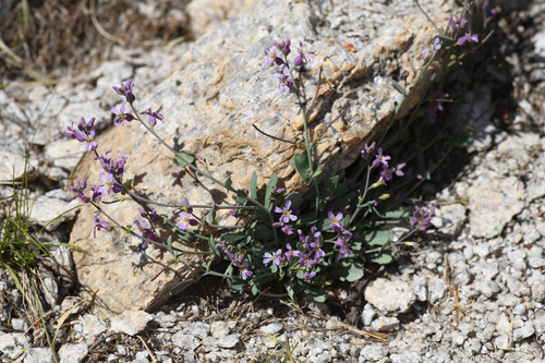 alpine jewelflower (Streptanthus gracilis)