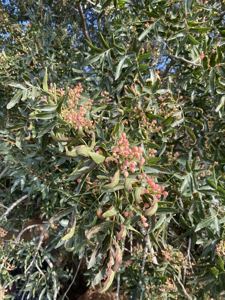 Brazilian pepper from La Sierra Acres, Riverside, CA, US on September