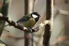 Parus major