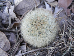 Mammillaria densispina