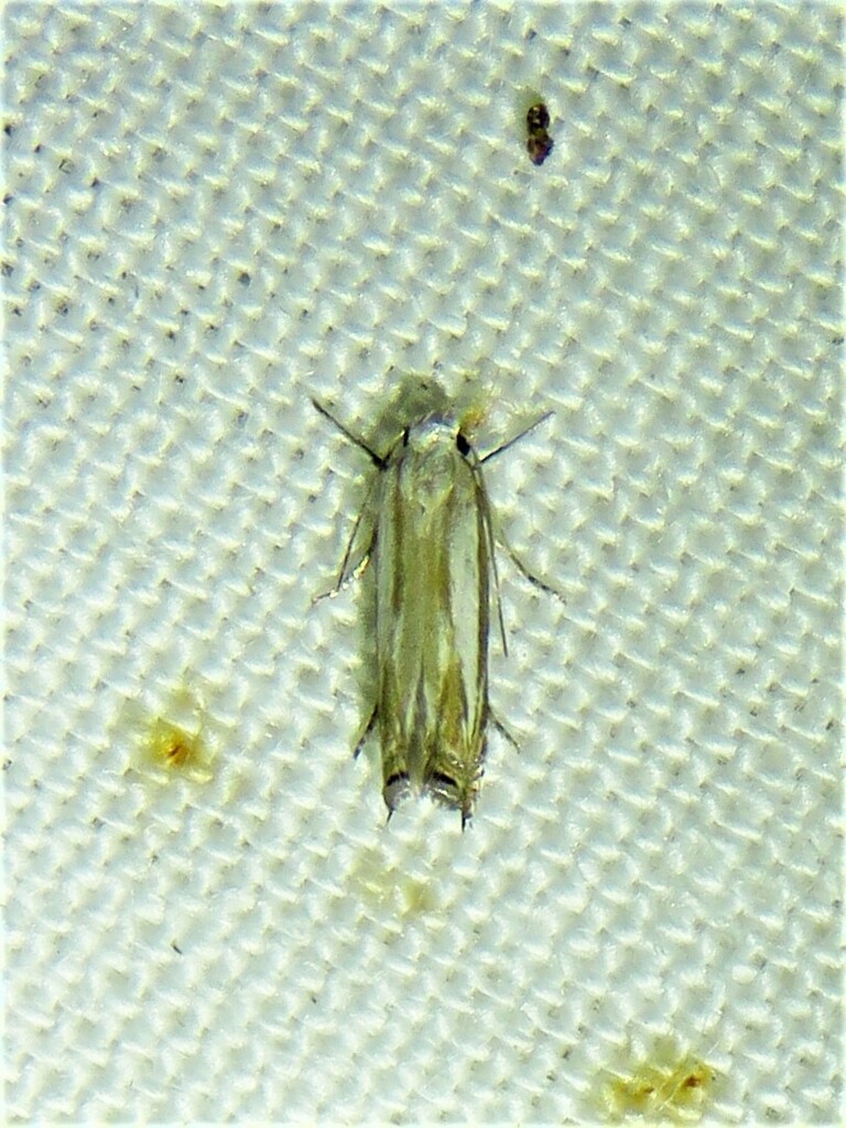 Polyhymno acaciella