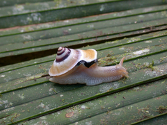 Rhynchotrochus jucundus