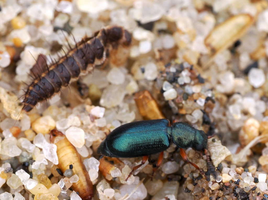Red-legged Ham Beetle