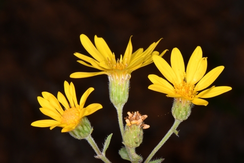 Image of Heterotheca polothrix by (c) Darrin Gobble, some rights reserved (CC BY)