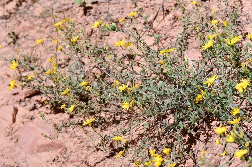 Image of Rough Hairy False Goldenaster (Heterotheca polothrix) by (c) Darrin Gobble, some rights reserved (CC BY)