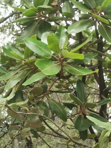 Arbutus madrensis (Arbutus madrensis)