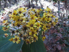 Rumfordia floribunda
