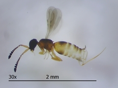 Ceraphronidae