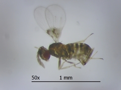 Trichogrammatidae